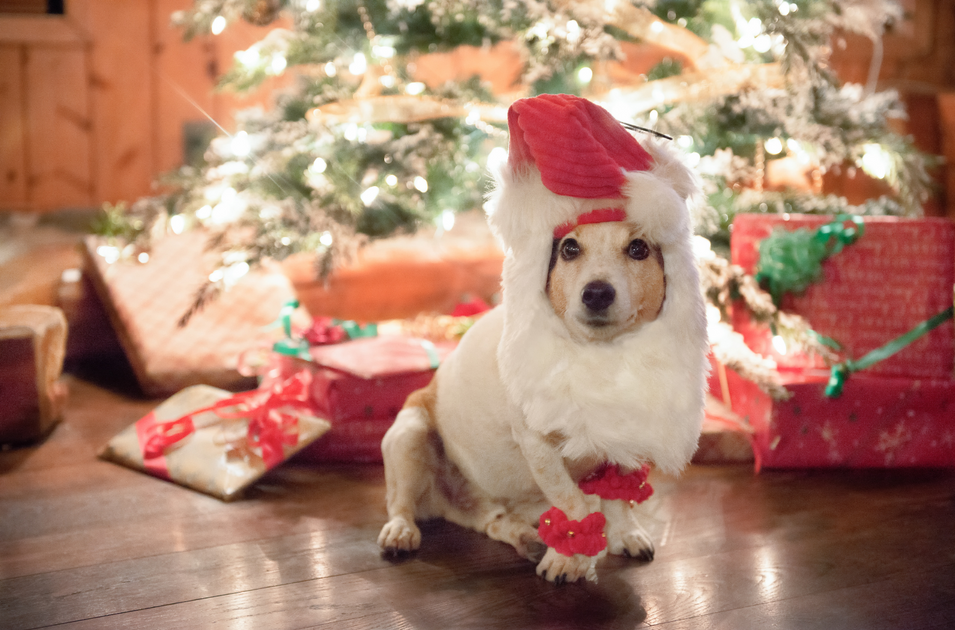 The Best Dog Christmas Gifts for 2020