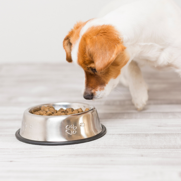 What is Kibble? The Truth About The Dry Food Diet