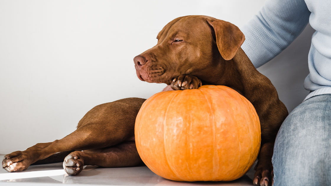 How much pumpkin top to feed dog