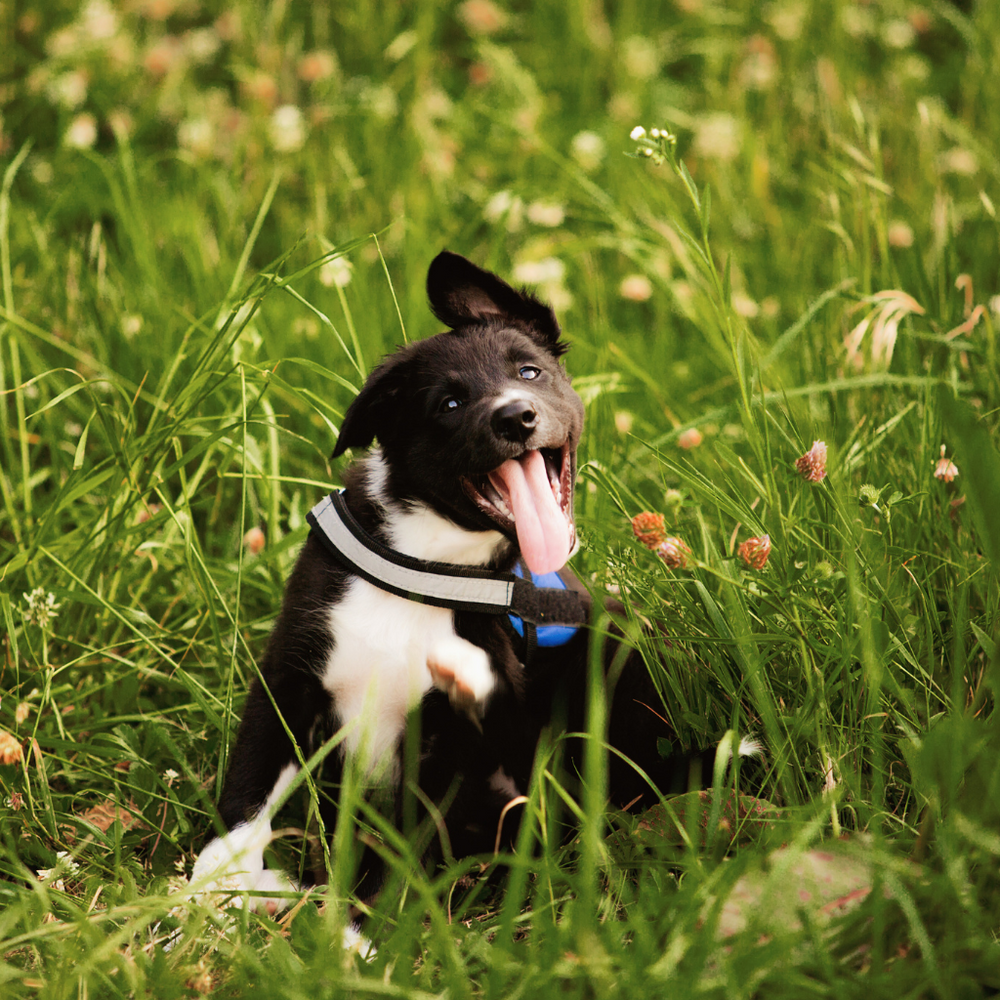 10 Best Home Remedies for Itchy Dogs