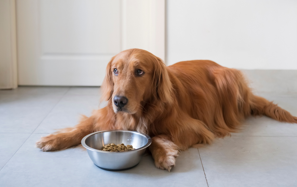 Golden retriever top picky eater