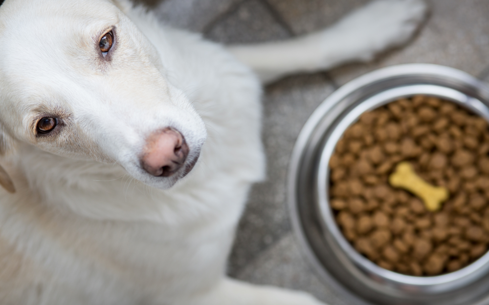 Acana dilated cardiomyopathy clearance