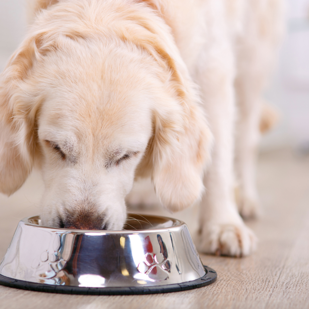 Good fats for dogs cheap