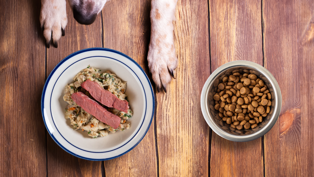 Is Fresh Food Better for Dogs with Allergies