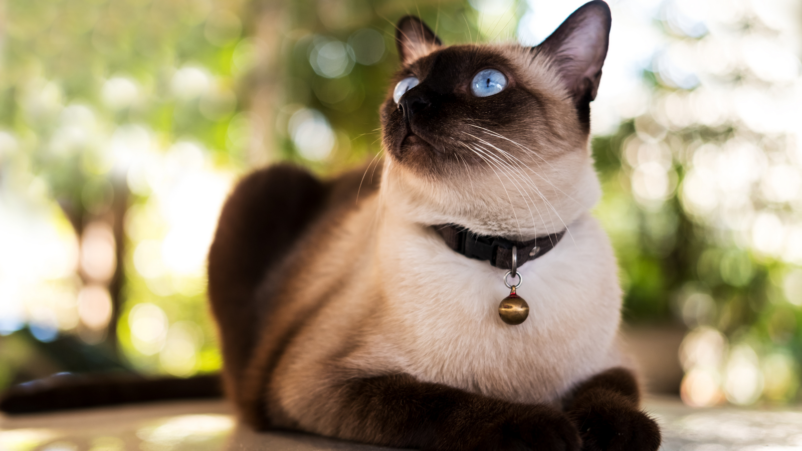 Best High Calorie Cat Food for Weight Gain in 2022