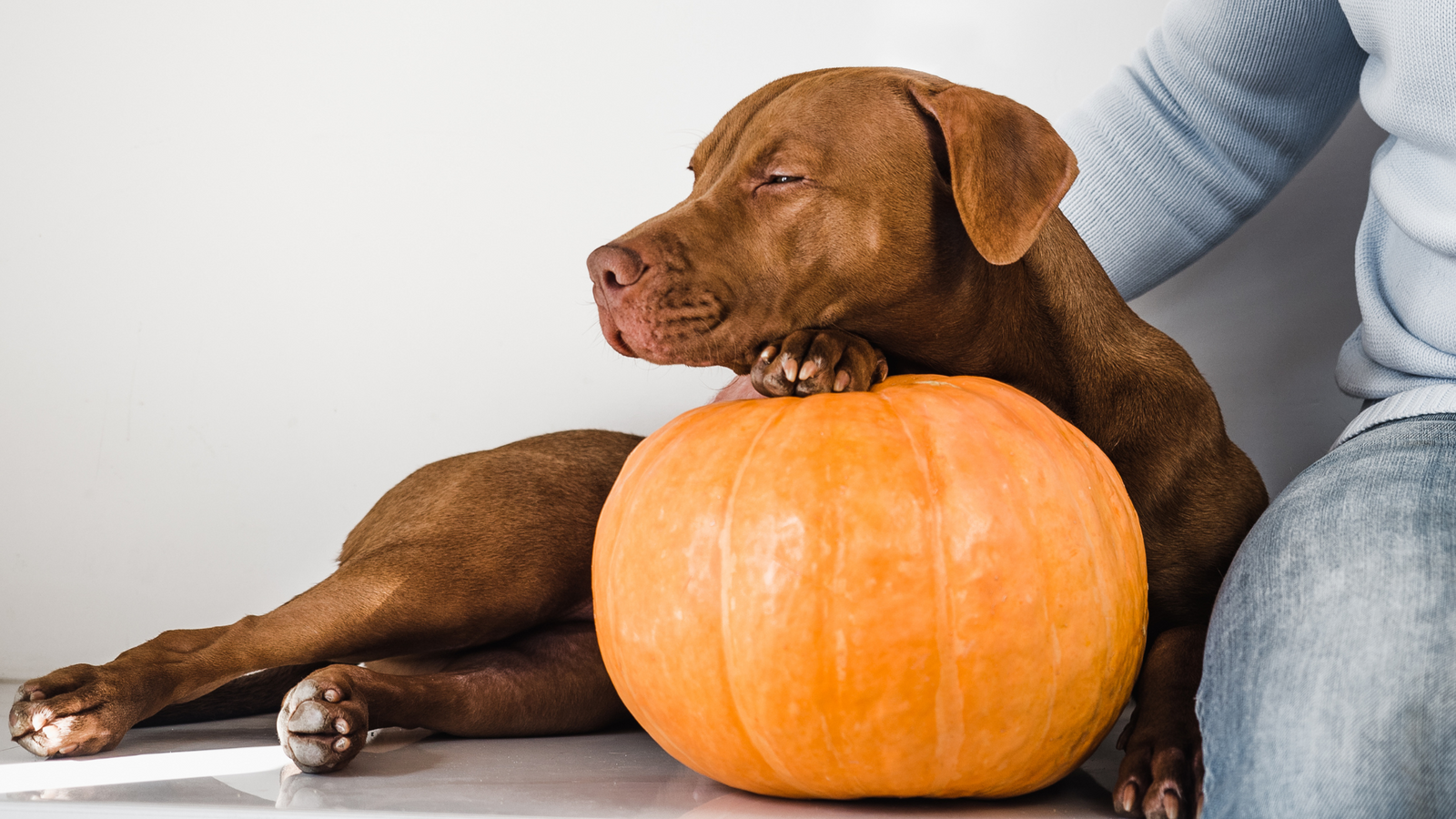 Feeding Pumpkin for Dog s Upset Stomach Diarrhea and Digestive Health