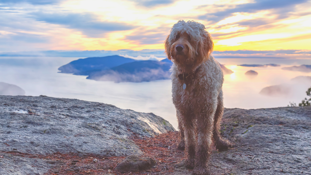 Best dog hikes near me best sale